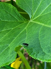 Chrysobothris chrysoela