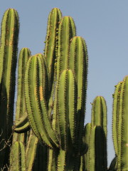 Myrtillocactus schenckii