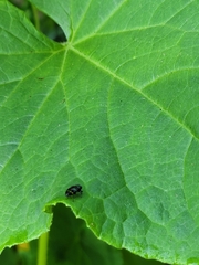 Chrysobothris chrysoela