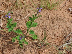 Phacelia viscida