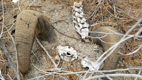 iNaturalist observation photo of Bighorn Sheep