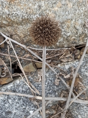 Echinops exaltatus