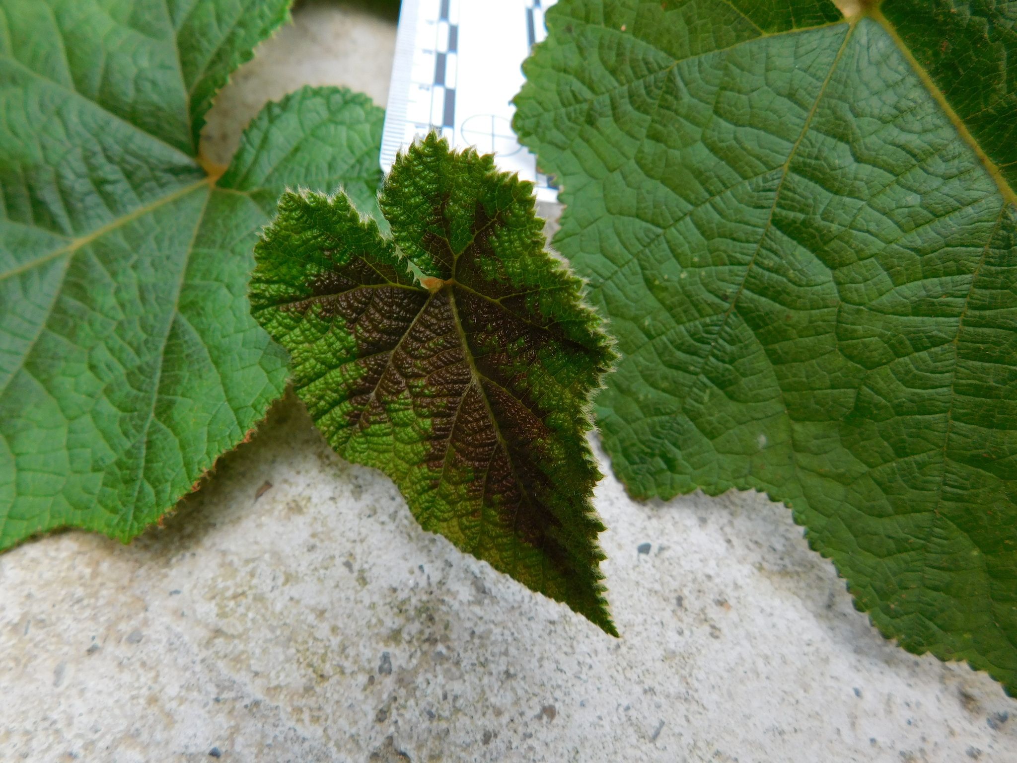 Rubus moluccanus (Rubus moluccanus)