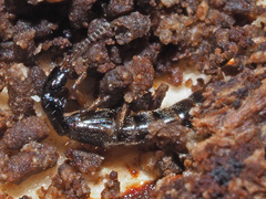Gabrius splendidulus