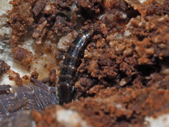 Gabrius splendidulus