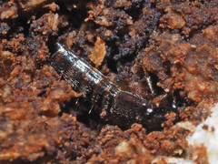 Gabrius splendidulus