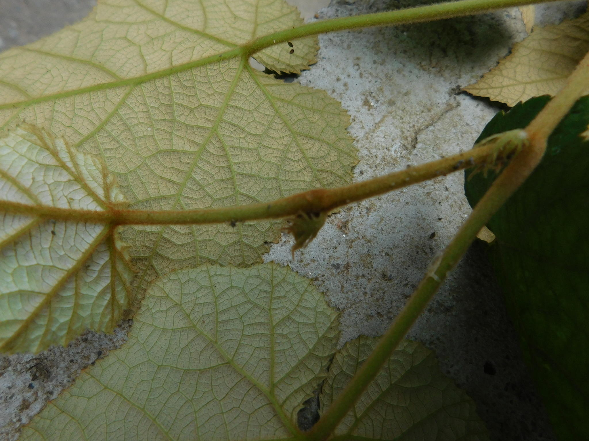 Rubus moluccanus — ảnh 2
