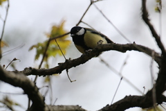 Parus major newtoni
