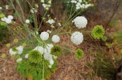 Trachymene composita
