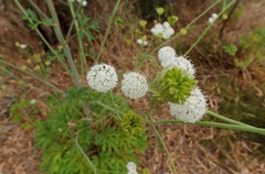Trachymene composita
