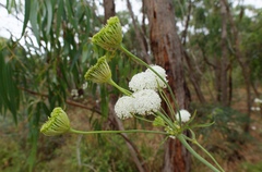 Trachymene composita