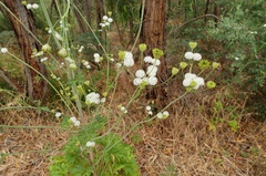 Trachymene composita