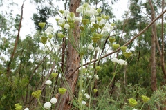 Trachymene composita