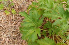 Trachymene composita