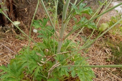 Trachymene composita