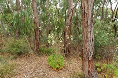 Trachymene composita