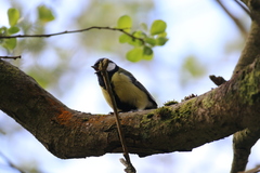 Parus major newtoni