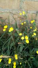 Calceolaria