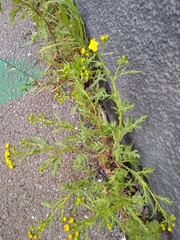 Jacobaea vulgaris