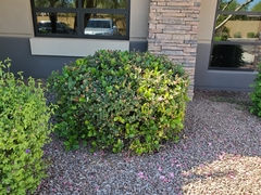 Magnoliopsida