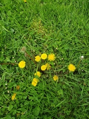 Taraxacum officinale