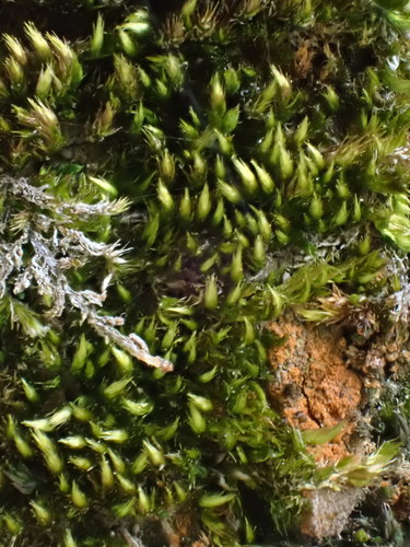 Vislioji pilezija nuotrauka