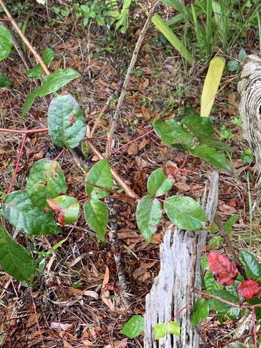 Toxicodendron image