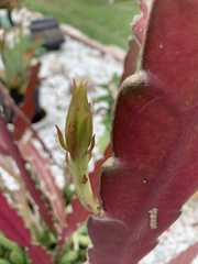 Disocactus ackermannii