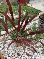 Disocactus ackermannii