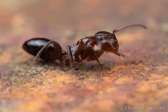 Colobopsis mississippiensis