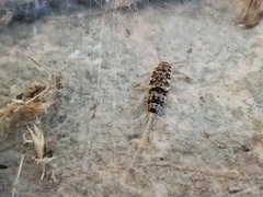 Thermobia domestica