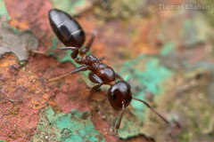 Colobopsis mississippiensis