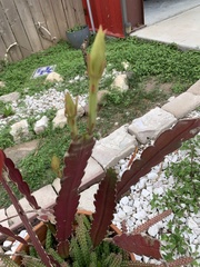 Disocactus ackermannii