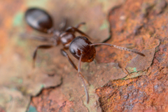 Colobopsis mississippiensis