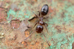 Colobopsis mississippiensis