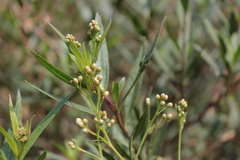 Baccharis salicifolia
