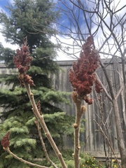 Rhus typhina