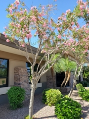 Nerium oleander