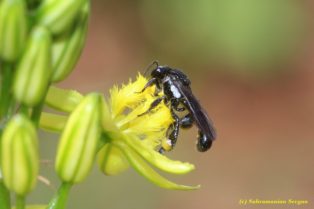 East African Slender-Stingless Bee