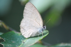 Paryphthimoides