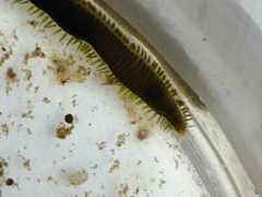 Eulalia quadrioculata