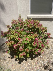 Bougainvillea