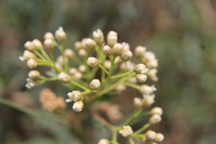 Baccharis salicifolia