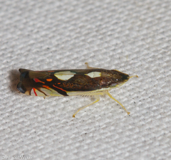 Diedrocephala variegata