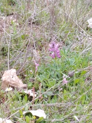 Lupinus hispanicus