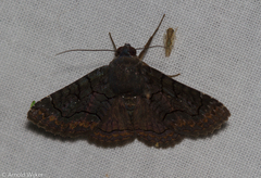 Pseudyrias calligramma