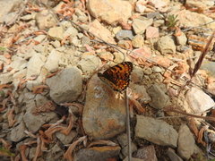 Melitaea