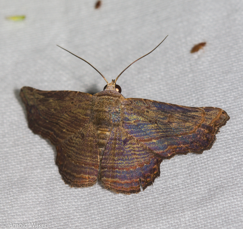 Tyrissa perstrigata
