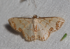 Idaea incanata
