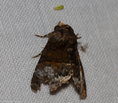 Catephiodes trinidadensis